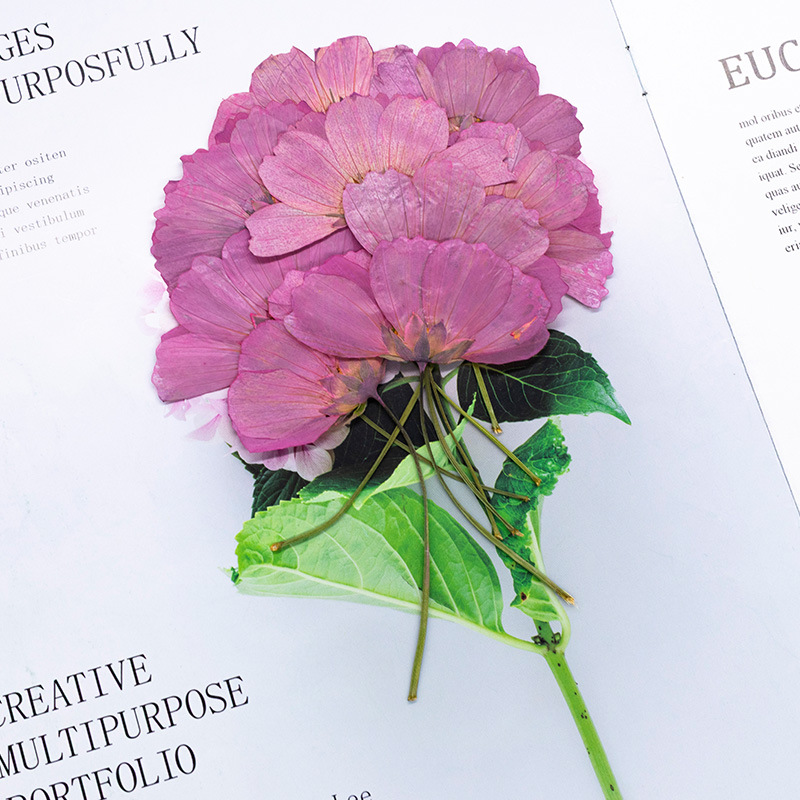Dried Flower Bookmark - 48Pcs Natural Plant Gerbera Flowers with