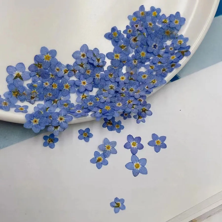 100pcs Pressed Dried Mini Blue - Dried Flower Bookmark review and price