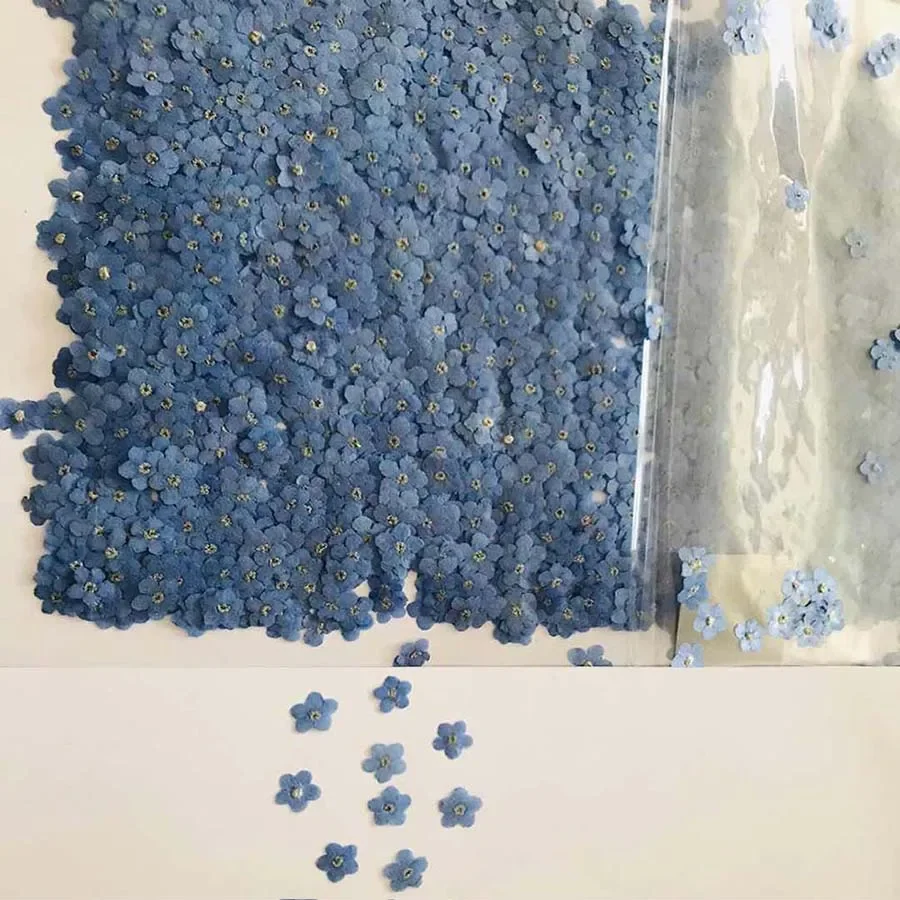 100pcs Pressed Dried Mini Blue - Dried Flower Bookmark review and price