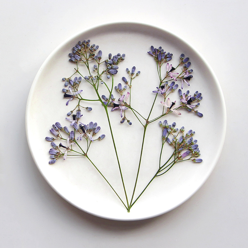120pcs Pressed Dried Melia Aze - Dried Flower Bookmark review and price