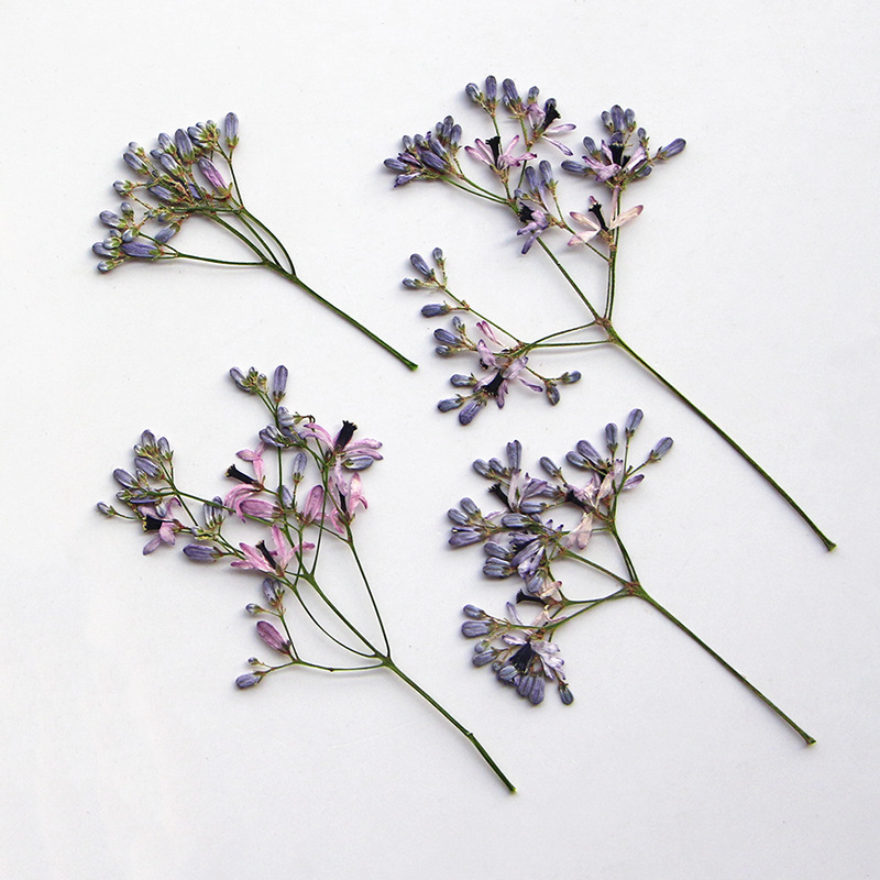 120pcs Pressed Dried Melia Aze - Dried Flower Bookmark review and price