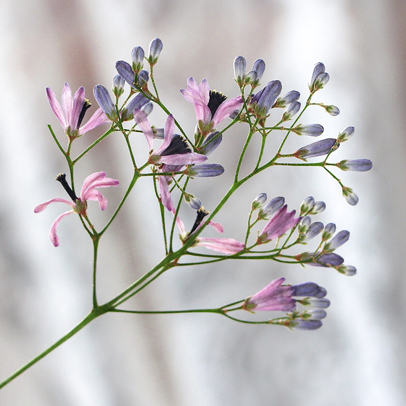 120pcs Pressed Dried Melia Aze - Dried Flower Bookmark review and price