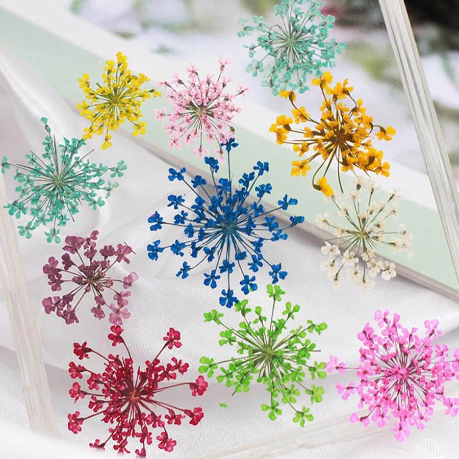 60pcs Pressed Dried 20-25mm Am - Dried Flower Bookmark review and price