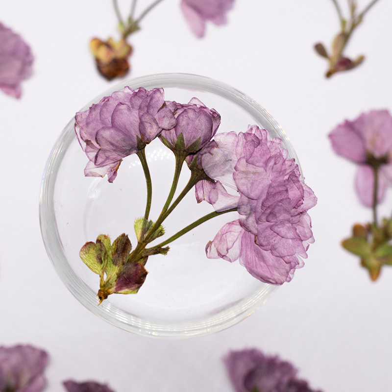 48Pcs New Product Guanshan Che - Dried Flower Bookmark review and price