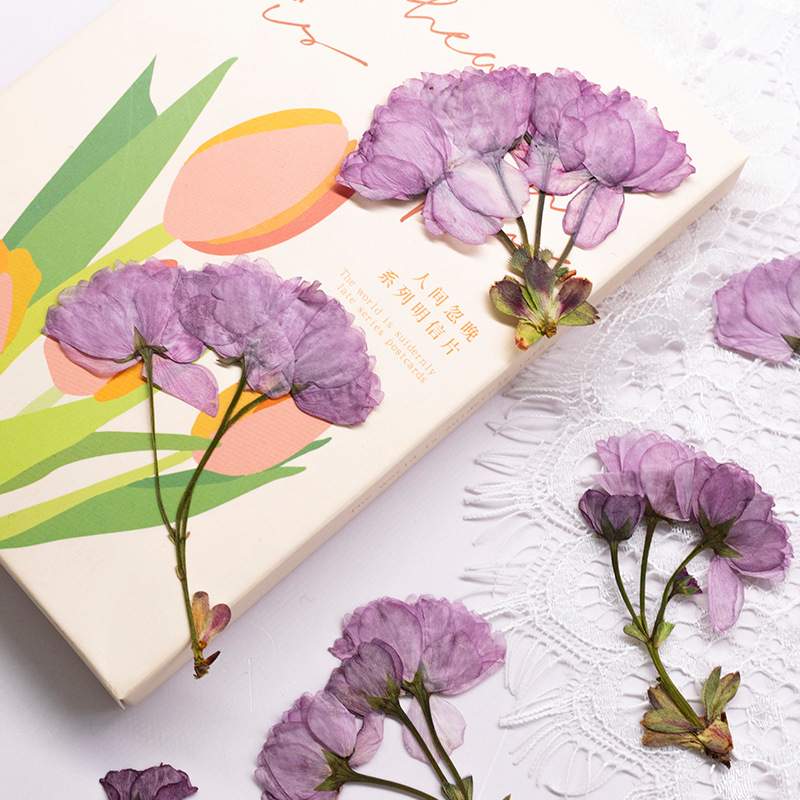 48Pcs New Product Guanshan Che - Dried Flower Bookmark review and price