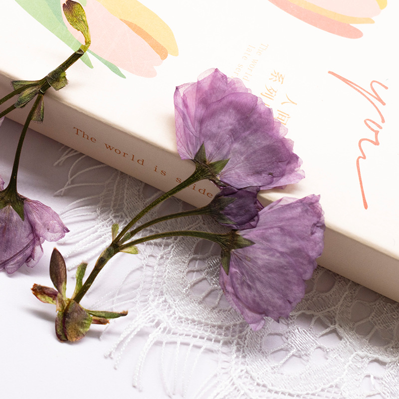 48Pcs New Product Guanshan Che - Dried Flower Bookmark review and price