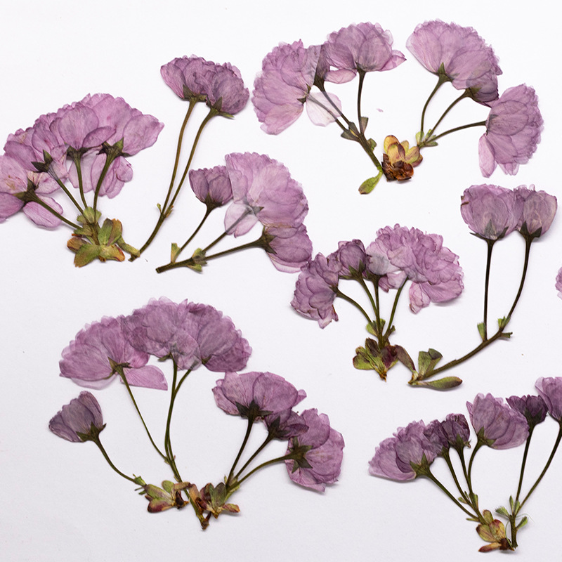 48Pcs New Product Guanshan Che - Dried Flower Bookmark review and price