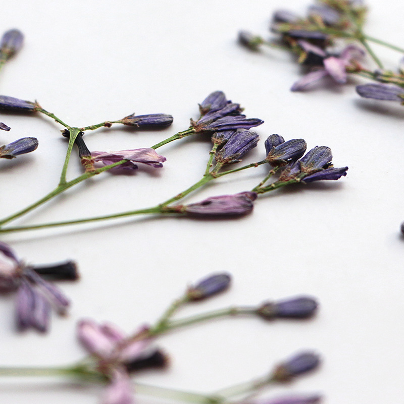 60Pcs Neem Tree Flower Branche - Dried Flower Bookmark review and price