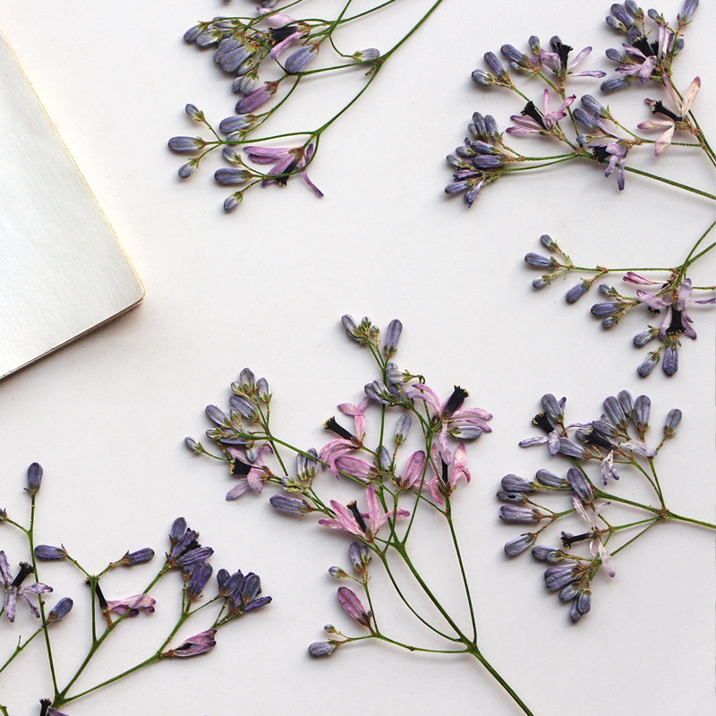 60Pcs Neem Tree Flower Branche - Dried Flower Bookmark review and price