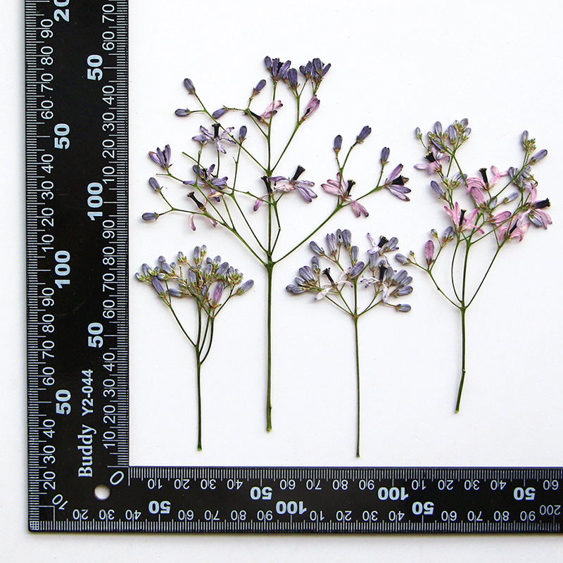60Pcs Neem Tree Flower Branche - Dried Flower Bookmark review and price
