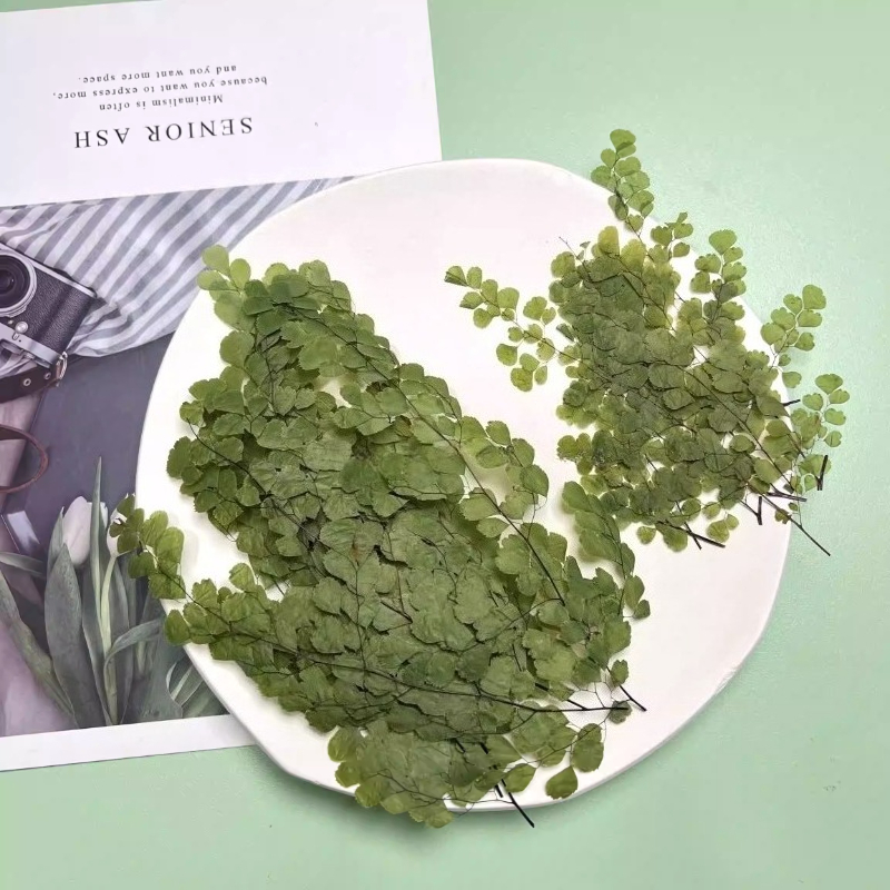 6pcs,Natue Maidenhair Fern Pre - Dried Flower Bookmark review and price
