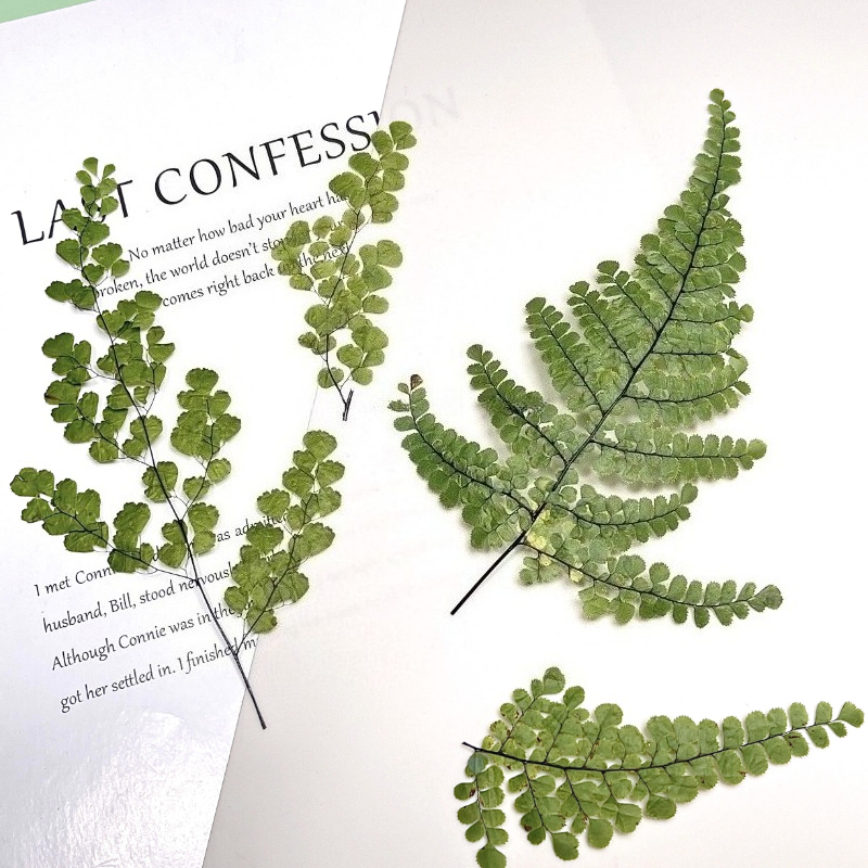 6pcs,Natue Maidenhair Fern Pre - Dried Flower Bookmark review and price