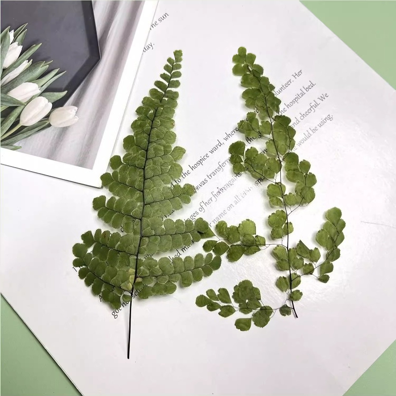 6pcs,Natue Maidenhair Fern Pre - Dried Flower Bookmark review and price
