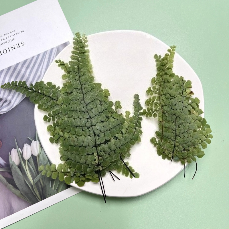 6pcs,Natue Maidenhair Fern Pre - Dried Flower Bookmark review and price