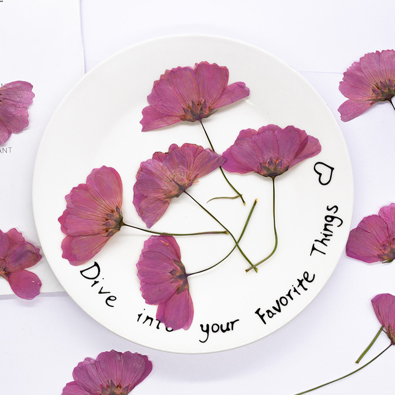 48Pcs Natural Plant Gerbera Fl - Dried Flower Bookmark review and price