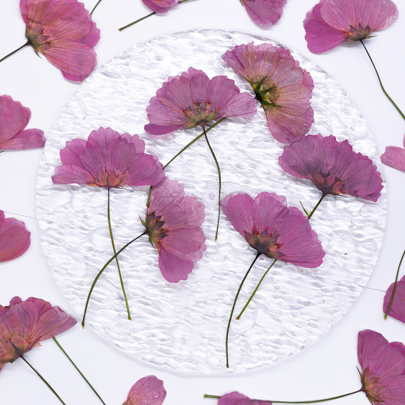 48Pcs Natural Plant Gerbera Fl - Dried Flower Bookmark review and price
