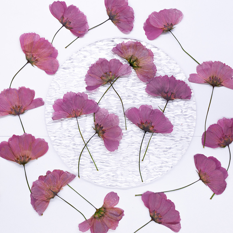 48Pcs Natural Plant Gerbera Fl - Dried Flower Bookmark review and price