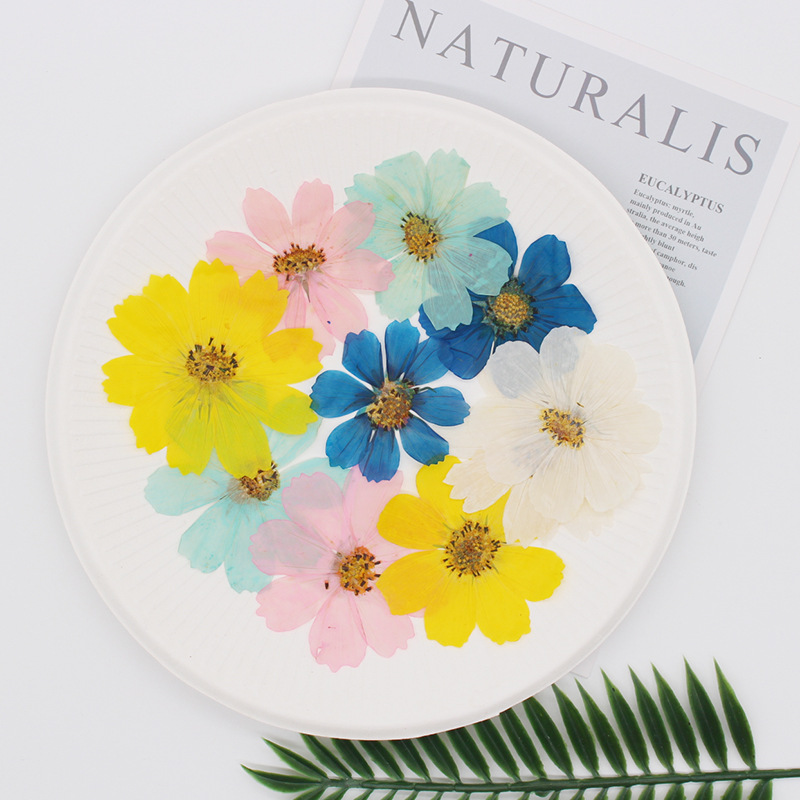 36Pcs Large Cosmos Flower Drie - Dried Flower Bookmark review and price
