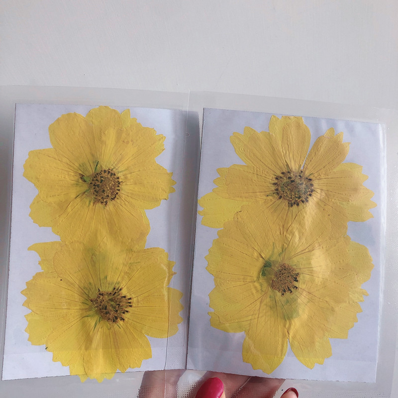 36Pcs Large Cosmos Flower Drie - Dried Flower Bookmark review and price