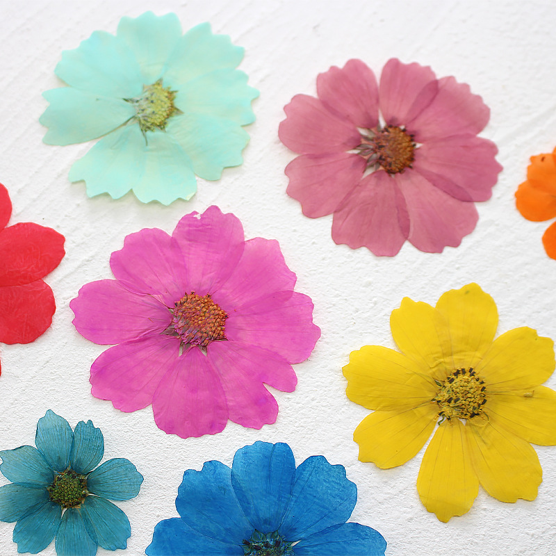 36Pcs Large Cosmos Flower Drie - Dried Flower Bookmark review and price