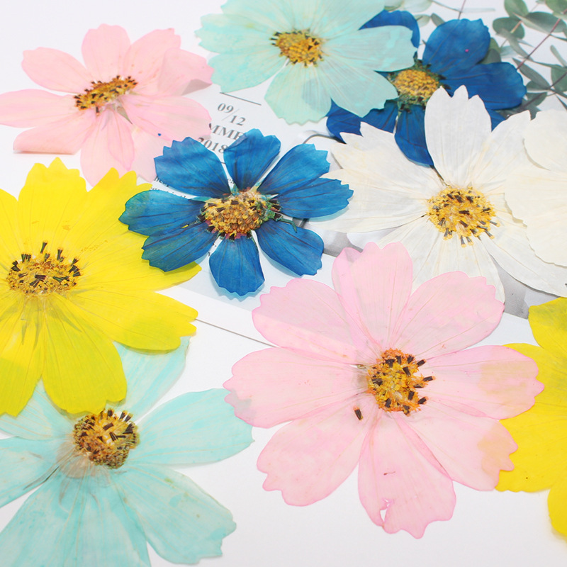 36Pcs Large Cosmos Flower Drie - Dried Flower Bookmark review and price